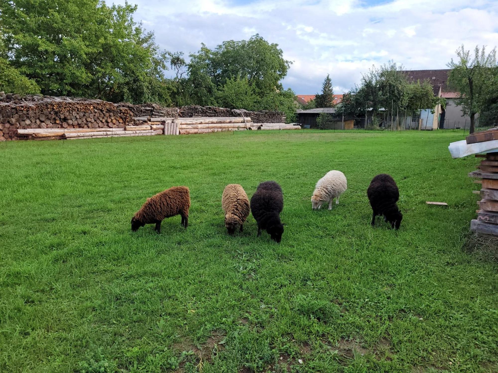 Ferienwohnung Wiesenhof Neuhof an der Zenn Extérieur photo